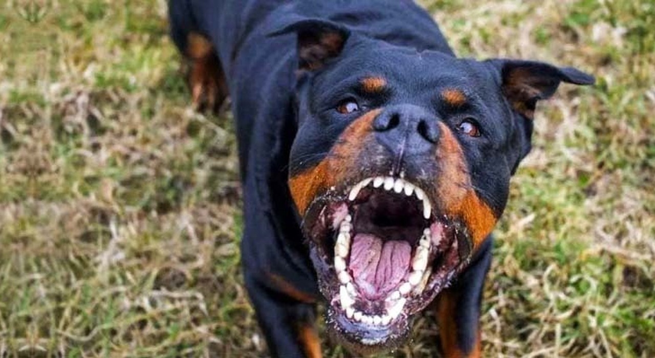 Anzio, Carabinieri aggrediti da un uomo armato di martello e con al seguito un pitbull. Le aggressioni alle FF. OO. sono sempre più efferate. Il SIC torna ad invocare strumenti efficaci di tutela